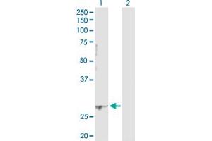 Western Blot analysis of PCGF1 expression in transfected 293T cell line by PCGF1 MaxPab polyclonal antibody. (PCGF1 抗体  (AA 1-247))
