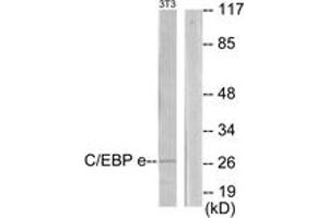 Western blot analysis of extracts from NIH-3T3 cells, using CEBPE Antibody. (CEBPE 抗体  (AA 191-240))