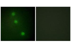 Immunofluorescence (IF) image for anti-Activating Transcription Factor 1 (AFT1) (C-Term) antibody (ABIN1849219) (AFT1 抗体  (C-Term))