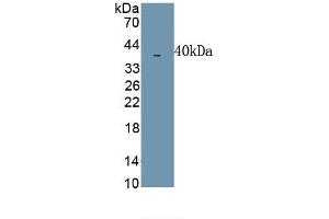 Detection of Recombinant MIP1b, Simian using Polyclonal Antibody to Macrophage Inflammatory Protein 1 Beta (MIP1b) (CCL4 抗体  (AA 1-92))