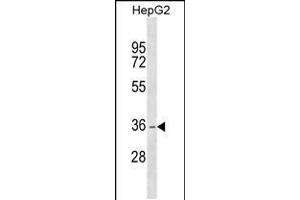 Western blot analysis in HepG2 cell line lysates (35ug/lane). (DHRS1 抗体  (AA 183-209))