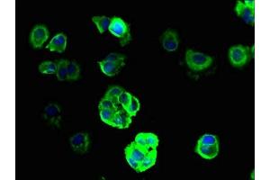 Immunofluorescence (IF) image for anti-Sodium Channel, Nonvoltage-Gated 1, gamma (SCNN1G) (AA 90-350) antibody (ABIN7143981)