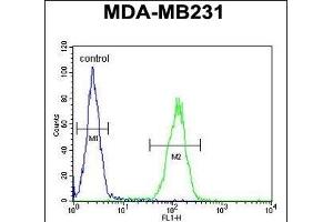 PRB2 Antibody (C-term) (ABIN6244055 and ABIN6578967) flow cytometric analysis of MDA-M cells (right histogram) compared to a negative control cell (left histogram). (PRB2 抗体  (C-Term))