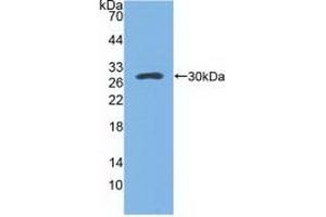 Detection of Recombinant SPA, Mouse using Polyclonal Antibody to Pulmonary Surfactant Associated Protein A1 (SFTPA1) (Surfactant Protein A1 抗体  (AA 21-248))