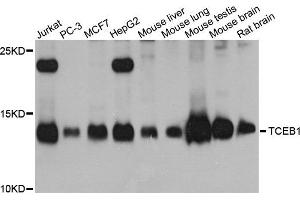 Western blot analysis of extracts of various cell lines, using TCEB1 antibody. (TCEB1 抗体)