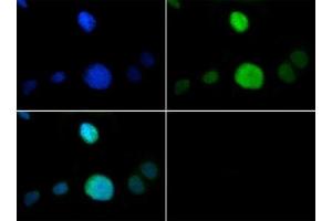 Fluorescence Microscopy (FM) image for anti-Histone 3 (H3) (H3K9me), (pThr6) antibody (ABIN5706784)