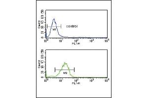 AGER Antibody (N-term) (ABIN651054 and ABIN2840050) flow cytometric analysis of  cells (bottom histogram) compared to a negative control cell (top histogram). (RAGE 抗体  (N-Term))