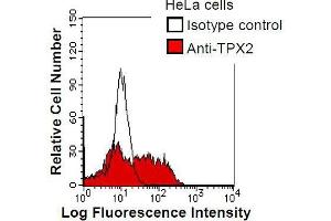 HeLa cells were fixed in 2% paraformaldehyde/PBS and then permeabilized in 90% methanol. (TPX2 抗体)