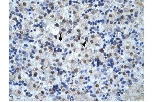 MAPK14 antibody was used for immunohistochemistry at a concentration of 4-8 ug/ml to stain Hepatocytes (arrows) in Human Liver. (MAPK14 抗体  (C-Term))
