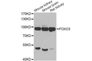 Western blot analysis of extracts of various cell lines, using FOXO3 antibody (ABIN2736768) at 1:1000 dilution. (FOXO3 抗体)