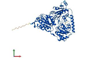 AlphaFold protein structure predicition of Mouse Recombinant Hacl1 Protein, UniprotID Q9QXE0
