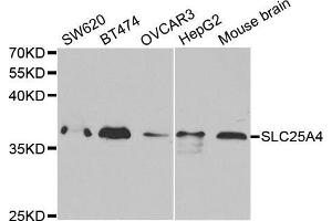 Western blot analysis of extracts of various cell lines, using SLC25A4 antibody. (SLC25A4 抗体  (AA 40-298))