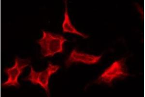 ABIN6276212 staining Hela by IF/ICC. (RXFP2 抗体  (N-Term))