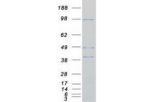 Western Blotting (WB) image for rho Guanine Nucleotide Exchange Factor (GEF) 15 (ARHGEF15) protein (Myc-DYKDDDDK Tag) (ABIN2714891)