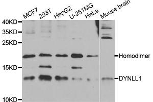 Western blot analysis of extracts of various cell lines, using DYNLL1 antibody (ABIN5973368) at 1/1000 dilution. (DYNLL1 抗体)