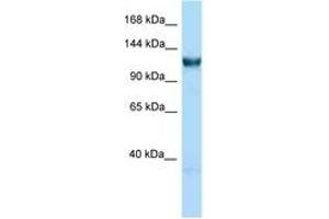 Image no. 1 for anti-General Transcription Factor IIIC, Polypeptide 3, 102kDa (GTF3C3) (C-Term) antibody (ABIN6748030) (GTF3C3 抗体  (C-Term))