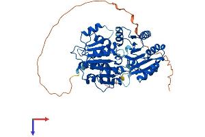 DDX6 Protein (AA 1-483) (His tag)