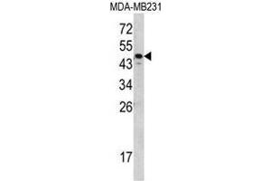 Western blot analysis of SERPINA7 Antibody (C-term) in MDA-MB231 cell line lysates (35ug/lane). (SERPINA7 抗体  (C-Term))