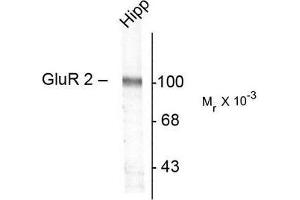 Image no. 1 for anti-Glutamate Receptor, Ionotropic, AMPA 2 (GRIA2) antibody (ABIN372654) (GRIA2 抗体)