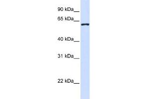 WB Suggested Anti-WDR40A Antibody Titration:  0. (DCAF12 抗体  (Middle Region))