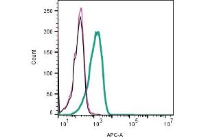 anti-GABA Transporter 1 (GAT1) (AA 194-206), (Extracellular) antibody
