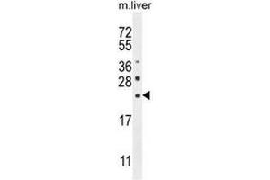 CLEC2L Antibody (N-term) western blot analysis in mouse liver tissue lysates (35µg/lane). (CLEC2L 抗体  (N-Term))