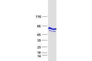 Validation with Western Blot (WARS Protein (Transcript Variant 2) (Myc-DYKDDDDK Tag))