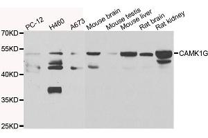 Western blot analysis of extracts of various cell lines, using CAMK1G antibody.