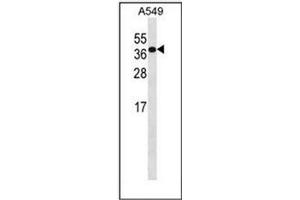 Western blot analysis of HOXD4 / HOX4B Antibody (C-term) in A549 cell line lysates (35ug/lane). (HOXD4 抗体  (C-Term))