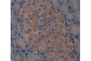 Used in DAB staining on fromalin fixed paraffin- embedded pancreas tissue (Carboxypeptidase A2 抗体  (AA 26-417))