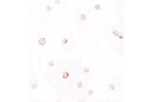 Immunohistochemistry (IHC) image for anti-Pellino E3 Ubiquitin Protein Ligase 1 (PELI1) (C-Term) antibody (ABIN1077389) (Pellino 1 抗体  (C-Term))