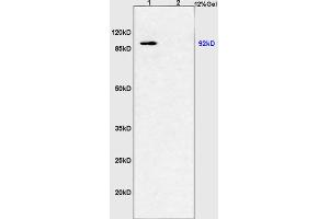 SDS-PAGE (SDS) image for anti-Peroxisome Proliferator-Activated Receptor Gamma, Coactivator 1 alpha (PPARGC1A) (AA 151-250) antibody (ABIN873223)