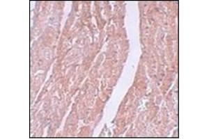 Immunohistochemistry of MINA in mouse heart tissue with this product at 5 μg/ml. (MINA 抗体  (N-Term))