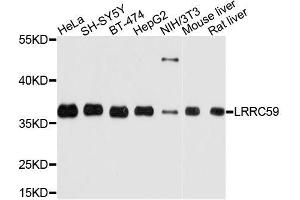 Western blot analysis of extracts of various cell lines, using LRRC59 antibody. (LRRC59 抗体  (AA 1-244))