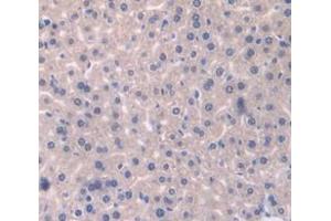 IHC-P analysis of Mouse Tissue, with DAB staining. (Catalase 抗体  (AA 80-239))