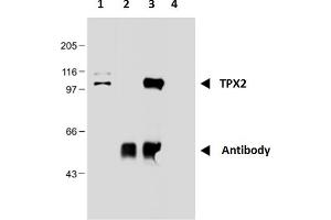 Immunoprecipitation of TPX2 from nuclear extract of HEK293 cells using monoclonal antibody TPX2-01. (TPX2 抗体)