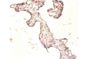 Immunohistochemistry of paraffin-embedded human placenta tissue using ABIN7142796 at dilution of 1:100 (RPL3 抗体  (AA 2-247))