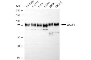 Western blotting analysis using WASF1 antibody (ABIN7800851).