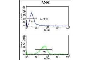 CXXC4 Antibody (C-term) (ABIN653333 and ABIN2842821) flow cytometry analysis of K562 cells (bottom histogram) compared to a negative control cell (top histogram). (CXXC4 抗体  (C-Term))