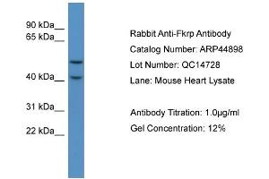 WB Suggested Anti-Fkrp  Antibody Titration: 0. (FKRP 抗体  (C-Term))