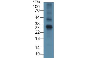 Detection of FGF23 in Mouse Thymus lysate using Polyclonal Antibody to Fibroblast Growth Factor 23 (FGF23) (FGF23 抗体  (AA 25-251))
