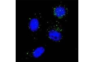 Immunofluorescence (IF) image for anti-Beclin 1, Autophagy Related (BECN1) (AA 100-123) antibody (ABIN3028504)