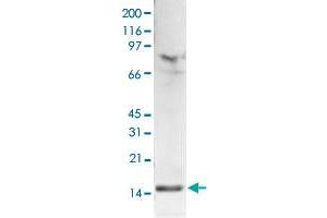 Western Blot (Cell lysate) analysis of 15 ug histone extracts of HeLa cells. (HIST1H3A 抗体  (2meLys4))