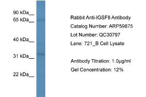 WB Suggested Anti-IGSF8  Antibody Titration: 0. (IGSF8 抗体  (Middle Region))
