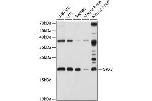 Western blot analysis of extracts of various cell lines, using GPX7 antibody (ABIN6127981, ABIN6141374, ABIN6141375 and ABIN6220416) at 1:1000 dilution. (Glutathione Peroxidase 7 抗体  (AA 20-187))