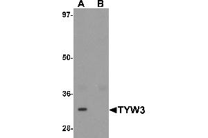 Western blot analysis of TYW3 in A549 cell lysate with TYW3 antibody at 1 µg/mL in (A) the absence and (B) the presence of blocking peptide. (TYW3 抗体  (Middle Region))