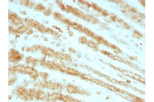 Formalin-fixed, paraffin-embedded Rat Stomach stained with Cytokeratin, pan Monoclonal Antibody cocktail (KRTL/1077 + KRTH/1076). (KRT77, KRT76 抗体)