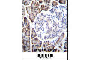 UROC1 Antibody immunohistochemistry analysis in formalin fixed and paraffin embedded human pancreas tissue followed by peroxidase conjugation of the secondary antibody and DAB staining. (UROC1 抗体  (AA 402-430))