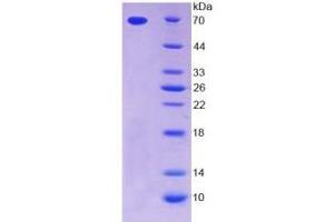 SDS-PAGE of Protein Standard from the Kit  (Highly purified E. (Thrombopoietin ELISA 试剂盒)