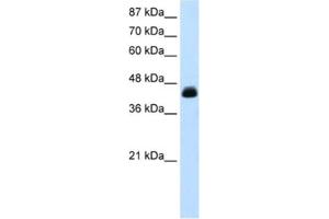Western Blotting (WB) image for anti-Transcription Elongation Factor A (SII), 3 (TCEA3) antibody (ABIN2460722) (TCEA3 抗体)